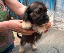 JUDI, Hund, Mischlingshund in Rumänien