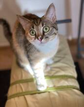 RILEYMAYA, Katze, Hauskatze in Ketsch