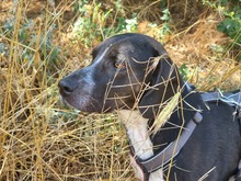 LOKI, Hund, Mischlingshund in Griechenland
