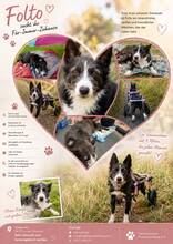 FOLTO, Hund, Mischlingshund in Oldisleben