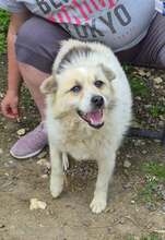 CARLO, Hund, Mischlingshund in Rumänien