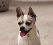 BRUCELEE, Hund, Chihuahua-Mischling in Rumänien