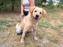 PIPPIN, Hund, Mischlingshund in Ungarn