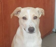 ATHENA, Hund, Mischlingshund in Rumänien
