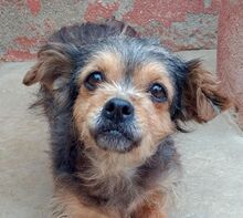 BEYAH, Hund, Mischling Yorkshire in Spanien