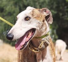 CLAUDIO, Hund, Galgo Campero in Spanien