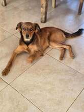 OZZY, Hund, Mischlingshund in Griechenland