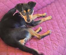 GISA, Hund, Mischlingshund in Griechenland