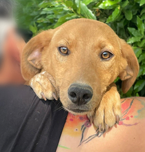 PEPE, Hund, Mischlingshund in Italien