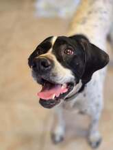 ALEGRA, Hund, Pointer Mix in Griechenland