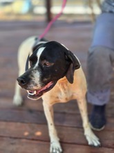 LILLY, Hund, Pointer Mix in Griechenland