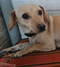 LUCY, Hund, Mischlingshund in Italien