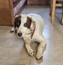 SNOWWHITE, Hund, Mischlingshund in Griechenland