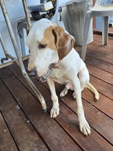MONTY, Hund, Jagdhund-Mix in Griechenland