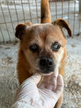 SID, Hund, Mischlingshund in Rumänien