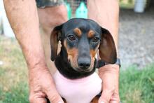 PANCSI, Hund, Glatthaardackel in Ungarn