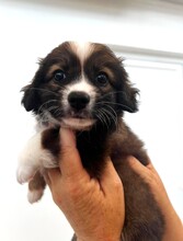SALLY, Hund, Mischlingshund in Griechenland