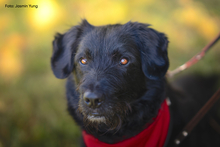 TARTUFO, Hund, Mischlingshund in Wistedt