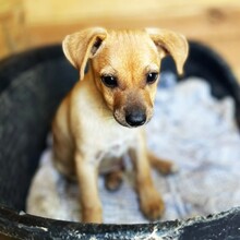 MARMO, Hund, Mischlingshund in Bellheim