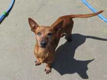 GUAYABA, Hund, Podenco in Spanien