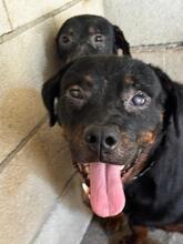 WILLY, Hund, Rottweiler in Spanien