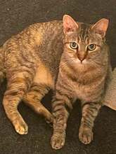 CINCO, Katze, Europäisch Kurzhaar in Katzenelnbogen