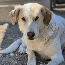 BLANCO, Hund, Mastin in Spanien