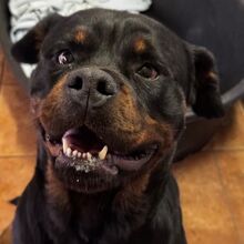 BAGUERA, Hund, Rottweiler in Spanien