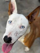 RHIANNA, Hund, Podenca – Husky - Mischling in Spanien
