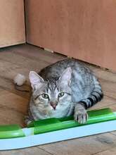 JEROME, Katze, Hauskatze in Hannover