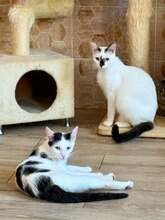 AGNES, Katze, Hauskatze in Hannover