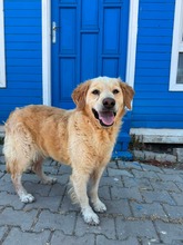 PASCHA, Hund, Golden Retriever in Bad Zwischenahn