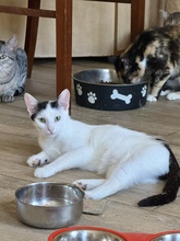 ALMA, Katze, Hauskatze in Hannover