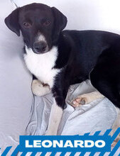 LEONARDO, Hund, Mischlingshund in München