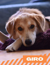 GIRO, Hund, Mischlingshund in Bulgarien
