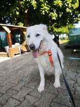 EILA, Hund, Mischlingshund in Großröhrsdorf