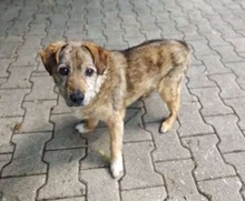 KAZIU, Hund, Mischlingshund in Großröhrsdorf