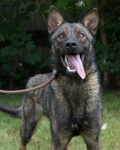 MALI, Hund, Malinois-Mix in Kroatien