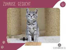 CLOE, Katze, Europäisch Kurzhaar in Bulgarien