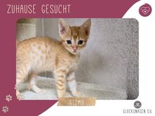 GIZMO, Katze, Europäisch Kurzhaar in Bulgarien