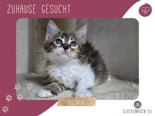 COOKIE, Katze, Halblanghaar-Mix in Bulgarien