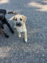 KYMA, Hund, Mischlingshund in Rumänien