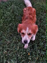 BALA, Hund, Mischlingshund in Reinheim