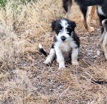 JIMMY, Hund, Mischlingshund in Neuenkirchen