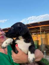 FINO, Hund, Mischlingshund in Rumänien