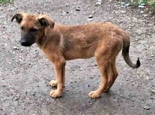 ASKA, Hund, Mischlingshund in Aresing