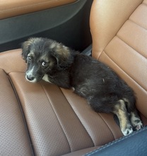 STORMI, Hund, Mischlingshund in Rumänien