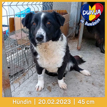 DUNJA, Hund, Mischlingshund in Rumänien