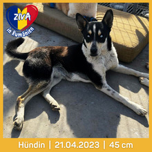 ZIVA, Hund, Husky-Mix in Rumänien