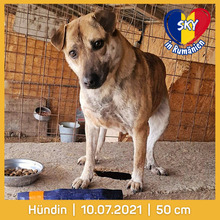 SKY, Hund, Mischlingshund in Rumänien